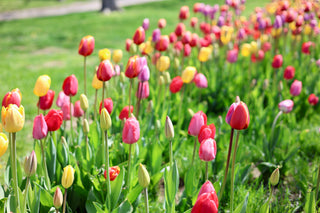 Mother's Day Collection